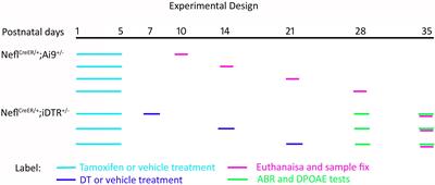 Generation of a Spiral Ganglion Neuron Degeneration Mouse Model